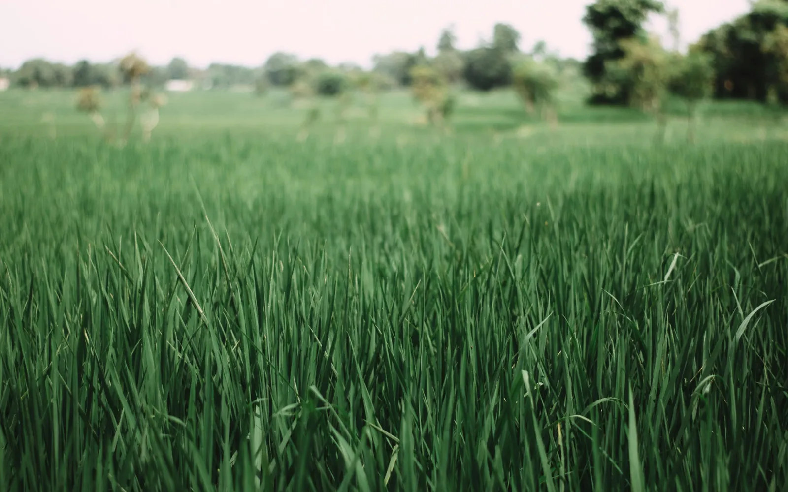 Agriculture