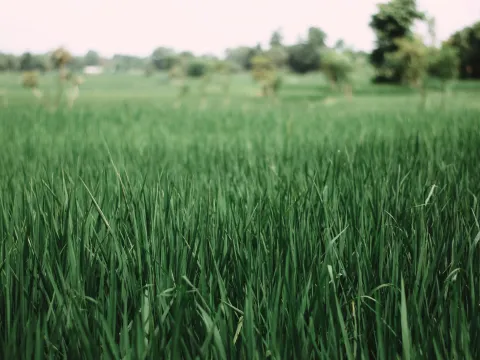 Agriculture